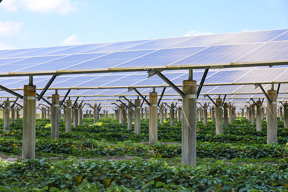 1684221049843094444.jpg 304ÓÀÀû¼¯ÍÅΨһÎIJýÎÌÌïÅ©¹â»¥²¹+´¢ÄÜÊ÷Ä£ÏîÄ¿.jpg