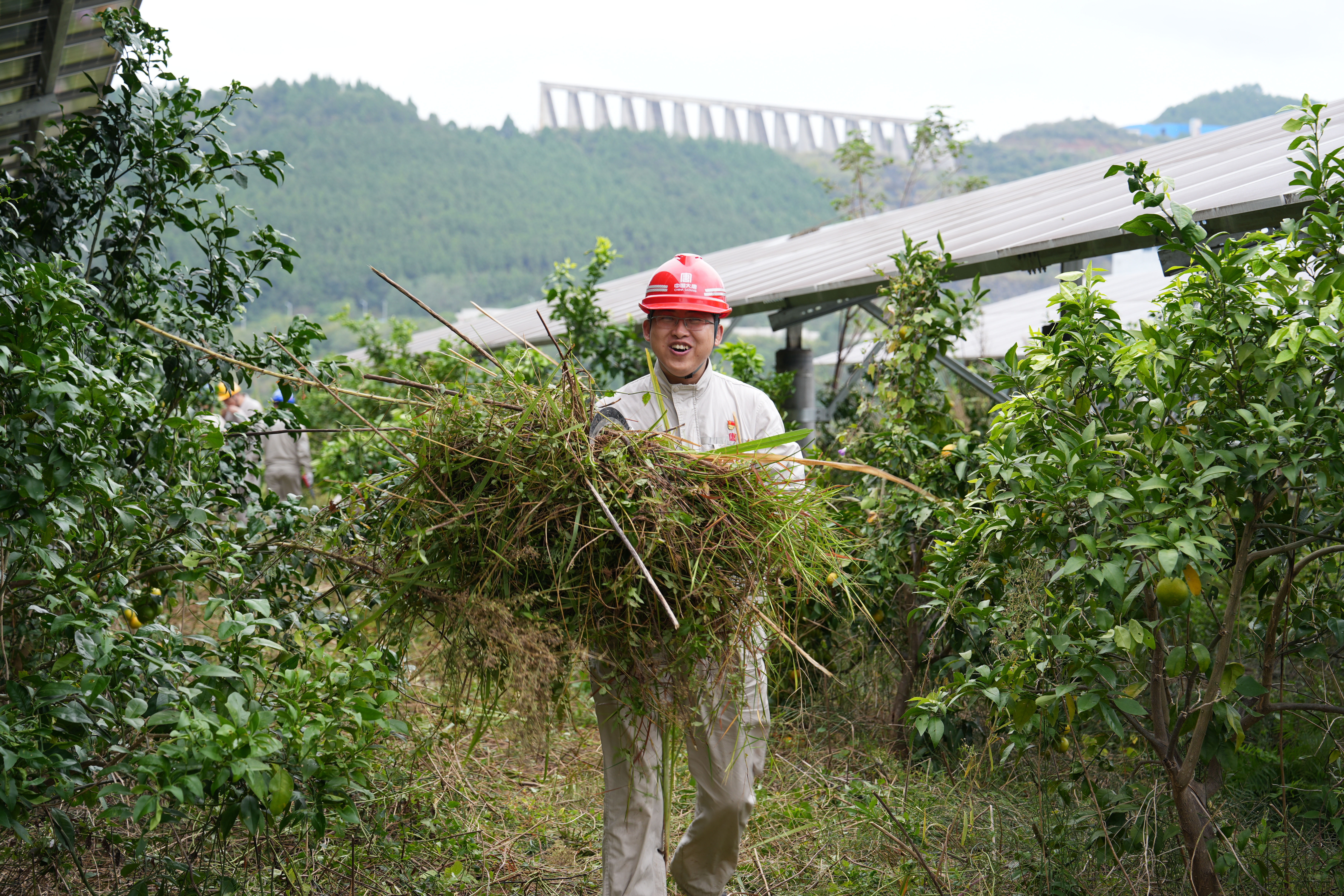 2024年10月12日，，，，，，，亭子口公司开展“百日攻坚 农光一体化 我们在行动”除草运动 (11).jpg